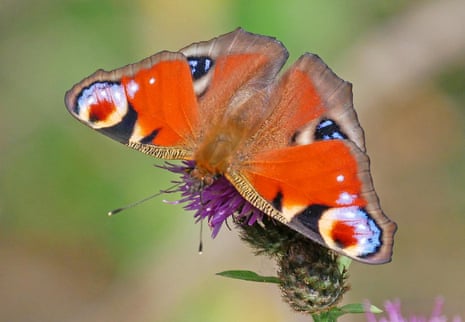 A peacock butterfly on a thistle.