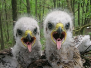 Baby spotted eagle in Chernobyl exclusion zone