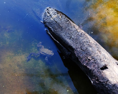 ‘Massive boost of serotonin!’: How a dose of nature is treating mental illness