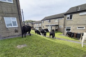 A herd of 60 cows brought chaos to a housing estate after escaping from a nearby farm in Buxton, UK. Police were called after worried residents spotted the animals trampling on flower beds and munching their lawns. The herd had escaped from a farm and took over an hour to round up. Buxton Police Safter Neighbourhood Team said the cows had “had absolutely no intention of mooooving on”