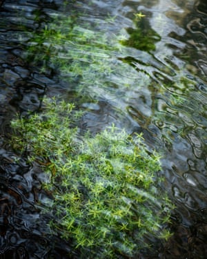 Detail of underwater plants