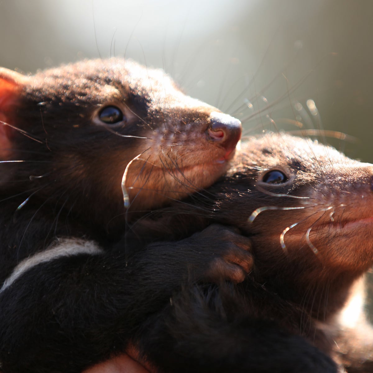 Tasmanian Devils Released Into Sanctuary North Of Sydney In Step Towards Rewilding Tasmanian Devils The Guardian