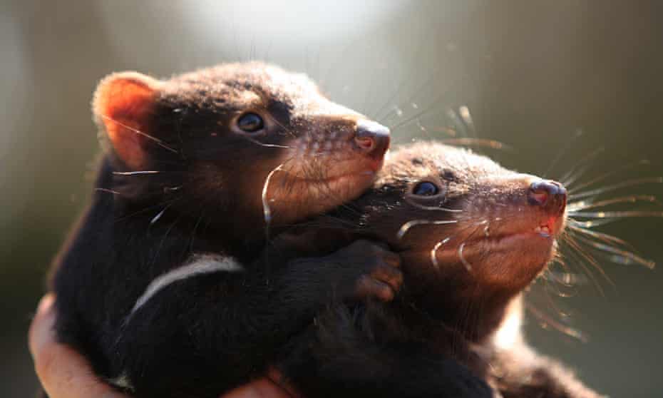 Tasmanian devils