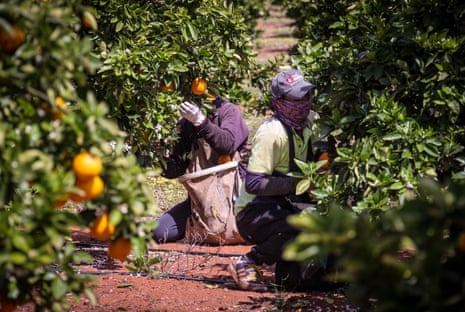 Seasonal workers harvest oranges from trees at an orchard in NSW.