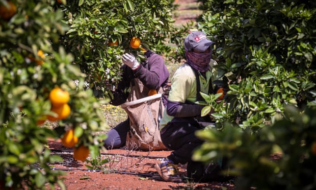 Workers harvesting oranges