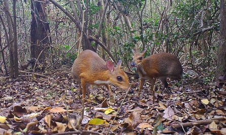 Two silver-backed chevrotains