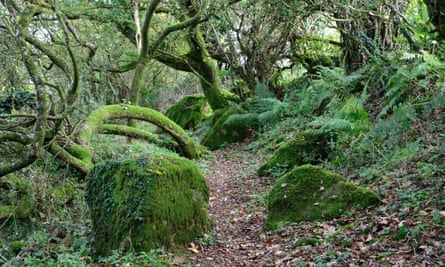 Moss covered rocks and trees