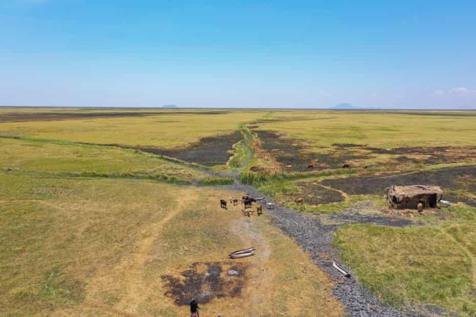 Livestock graze by abandoned canoes on the dry bed of Lake Chilwa, October 2020