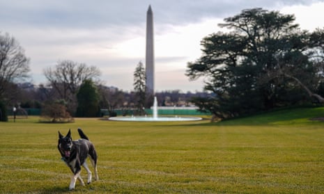 First Dog Major outside the White House, in Washington, DC, USA, 24 January 2021 (issued 25 January 2021). 