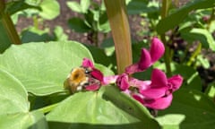 Soaking up the sunshine: a visitor to the crimson-flowered broad beans.