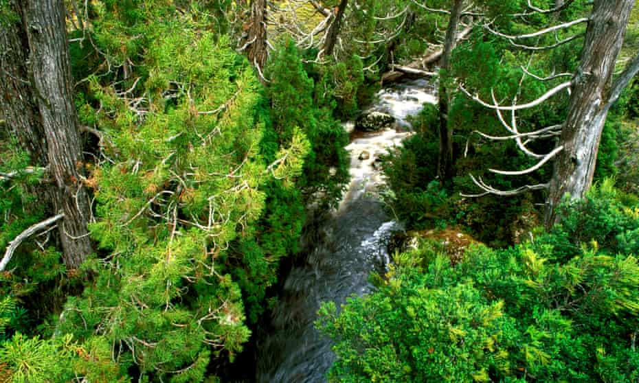 File photo of Dove River and pencil pines in Tasmania, Australia