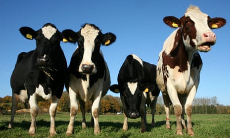 ‘Cows raised on species-rich pasture produce fewer emissions.’ 