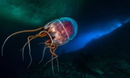 The helmet jellyfish, which can emit blue flashes of light to warn off predators.