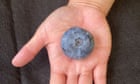 Blueberry grown in NSW breaks Guinness World Record as world’s heaviest