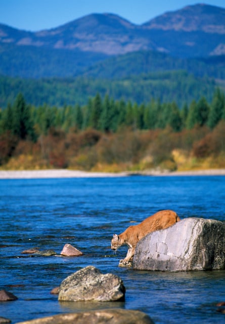 A mountain lion in Flathead River, Montana.
