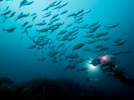 A school of fish surround filmmaker and scientist Stefan Andrews
