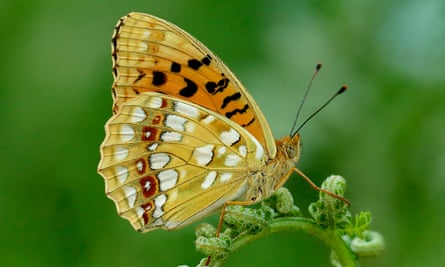 The high brown fritillary butterfly is among the species deemed most important and threatened.