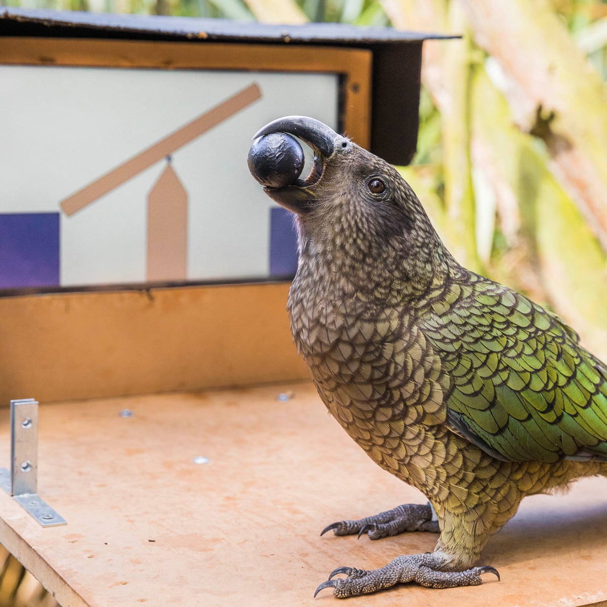 New Zealand kea can use touchscreens but can't distinguish between real and virtual worlds | Birds | The Guardian