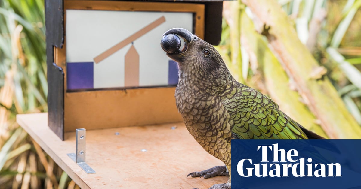 New Zealand kea can use touchscreens but can’t distinguish between real and virtual worlds