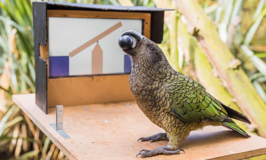 One of the kea at Willowbank Wildlife Reserve in Christchurch, New Zealand, which has been taught to use computer touchscreens with its tongue.