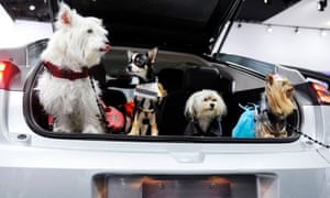 Dogs in the back of a car. Illinois is making it a misdemeanour to leave a pet outside in extreme temperatures.