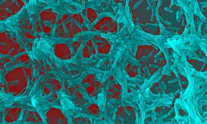 Lactobacillus bacteria