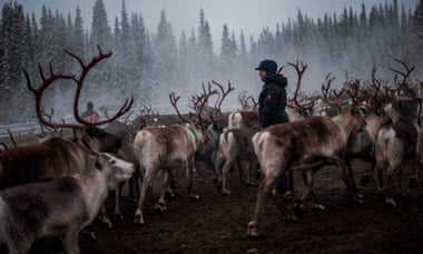 A Sami woman herding reindeer