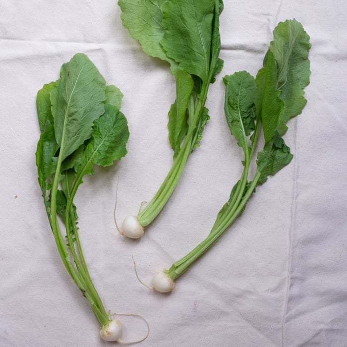 Turnip Leaves turnip-leaves