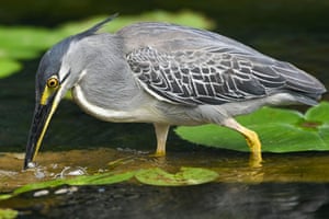 Uma garça estriada se alimenta de um peixe em um lago em Cingapura