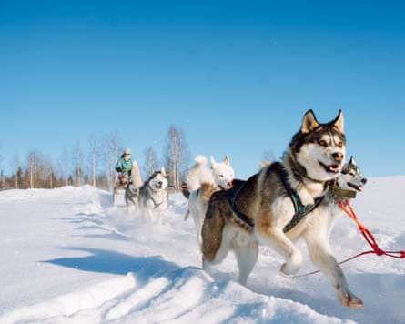 Active working dogs pulling sledge with people on snowy landscape.