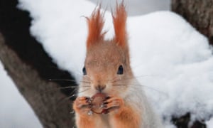 Una ardilla come una nuez.