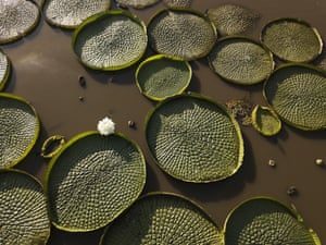 A flower blooms amid water lilies, known as Victoria cruziana plants, that have resurfaced in the shallow waters of the Salado River after summer rains following a dry spell in the Piquete Cue community near Limpio on the outskirts of Asuncion, Paraguay