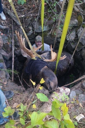 A moose trapped in an abandoned well is rescued by wardens from the Maine Department of Inland Fisheries & Wildlife, US. The bull moose was pulled to safety during an elaborate five-hour rescue
