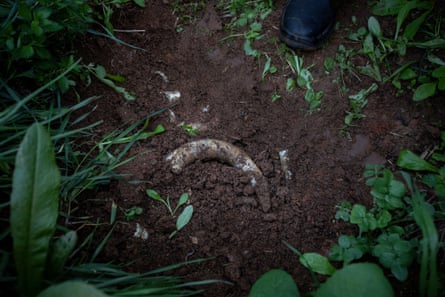 A freshly unearthed cow horn, stuffed with biodynamic cow manure.