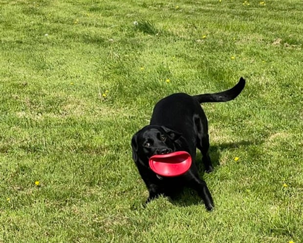 Toby the black labrador holding something red in his mouth