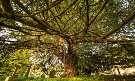 An ancient yew, thought to be about 1,000 years old, in Beltingham churchyard, Northumberland.
