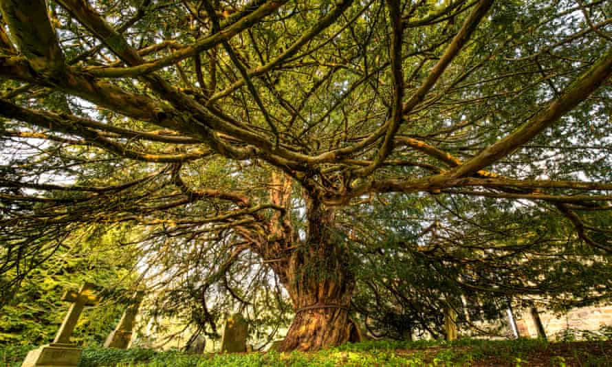 An ancient yew, thought to be about 1,000 years old, in Beltingham churchyard, Northumberland.