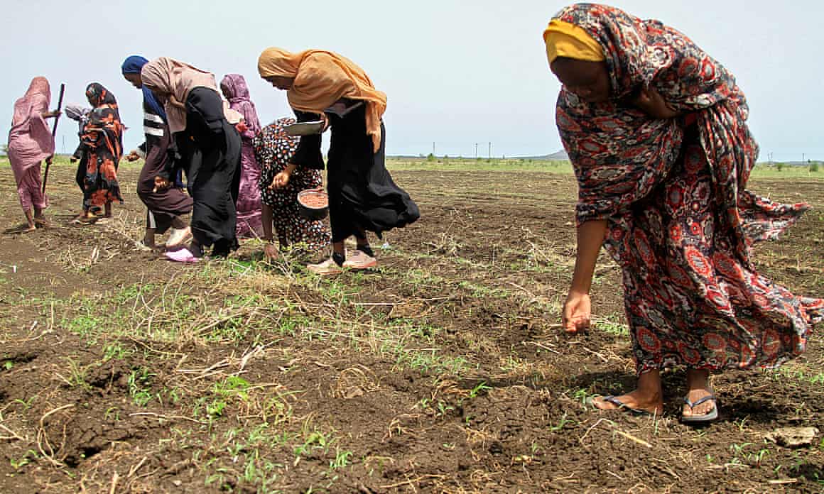 Women plant seeds on the outskirts of Gedaref in Sudan, one of the countries suffering most from salt-affected soil.