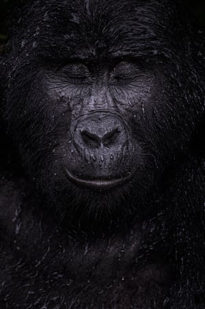 mountain gorilla with closed eyes