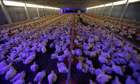 A worker looks after chickens as lights are dimmed.