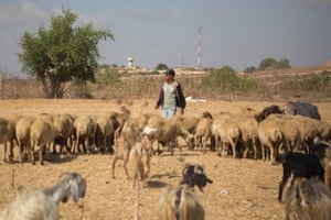 A Palestinian shepherd tends his sheep in the northern Gaza Strip