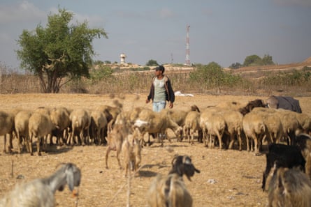 A Palestinian shepherd tends his sheep in the northern Gaza Strip
