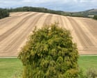 Country diary: The changing face of stubble fields, those shortcuts of my youth | Nicola Chester