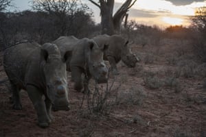 Dehorned rhino in Kuduland Reserve in South Africa
