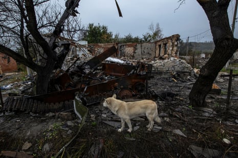 Dog in foreground looks at rusted hulk of armoured vehicle