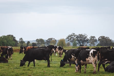 Cows graze on the outskirts of Sale in East Gippsland.