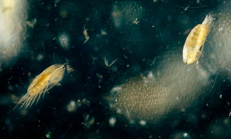 tiny crustacea seen under a microscope