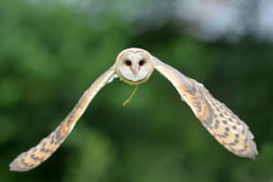 A western barn owl takes to the skies above the rolling landscape of Vysocina in the Czech Republic