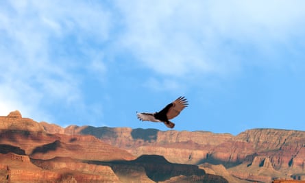 Au milieu des avertissements inquiétants concernant l'effondrement du réseau de la vie sur Terre et les conséquences pour la civilisation humaine, le condor de Californie est devenu un symbole puissant de ce que la conservation peut accomplir.