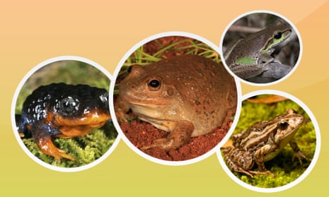 The 15 most interesting Australian frogs – sorted, Amphibians